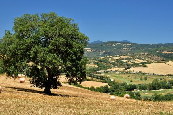 Maremma