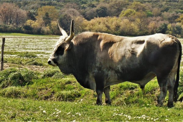 Maremma